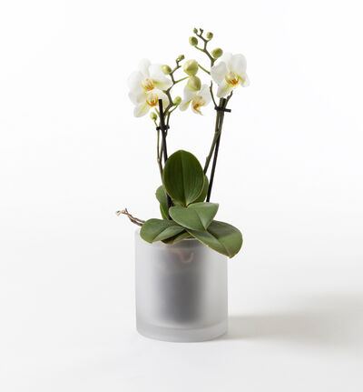 Hvit midi orkidé i frostet glasspotte